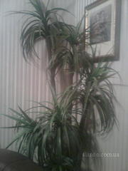 Искусственная пальма