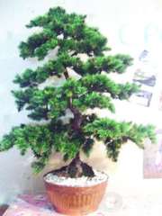 Искусственные деревья бонсай. Сосна, лиственные, бисерные