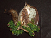 Продам сувеніри, чучела.