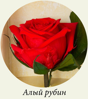 Роза FLORICH, не вянет 5 лет. ОПТОМ И В РОЗНИЦУ.